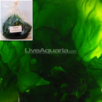 Ulva Lettuce Algae, Aquacultured
